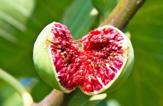 無花果有哪些功效 吃無花果會有哪些益處