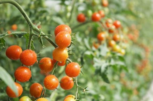 水果最常見的誤區(qū) 最養(yǎng)生的水果大盤點(diǎn)