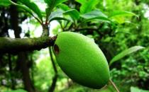 食物豐胸大揭秘 堅(jiān)持吃讓你擁有豐挺美觀的胸部