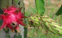 火龍果有紅心白心別具一格 你應(yīng)知道的火龍果的營(yíng)養(yǎng)價(jià)值