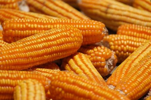 ?中老年人吃玉米益處多 玉米四功效大揭秘
