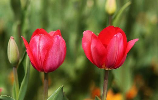 注意！未來3個月是過敏性結(jié)膜炎高發(fā)期