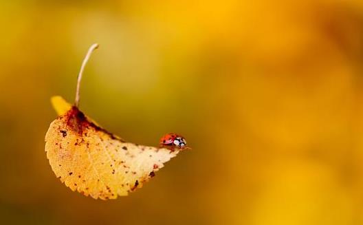 注意！未來3個月是過敏性結(jié)膜炎高發(fā)期