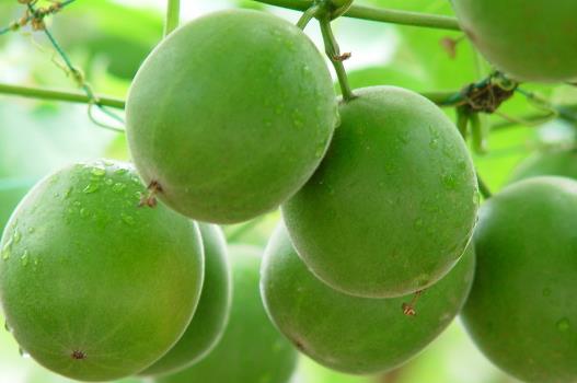 “神仙果”潤(rùn)肺止咳全靠它