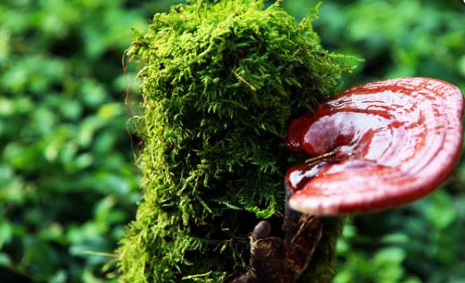 春季養陽 多吃靈芝藥膳幫你輕松降壓