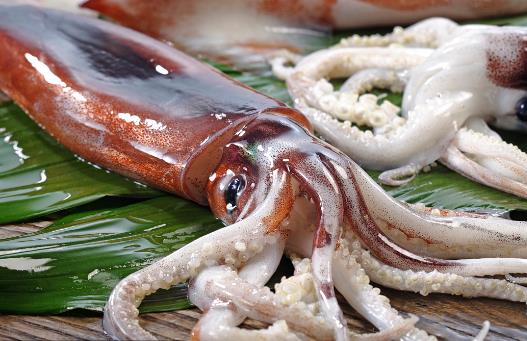 魷魚、花枝和軟絲傻傻分不清？教你一招來辨認