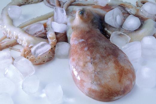 魷魚、花枝和軟絲傻傻分不清？教你一招來辨認