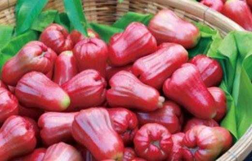 蓮霧熱量低營養豐富且能降血壓