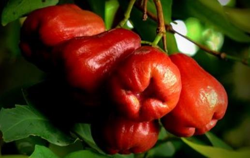 蓮霧熱量低營養豐富且能降血壓