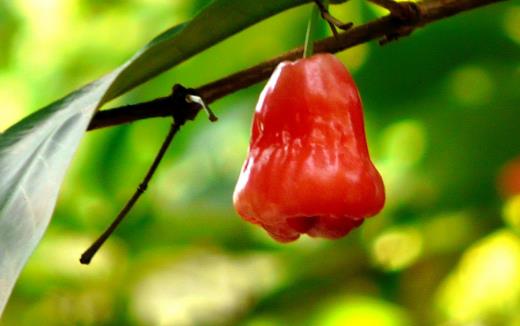 蓮霧熱量低營養豐富且能降血壓