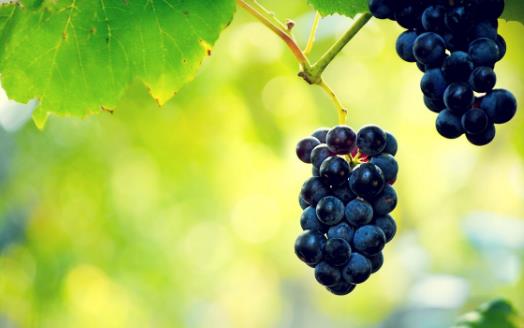 教你認(rèn)識(shí)常見的轉(zhuǎn)基因食品