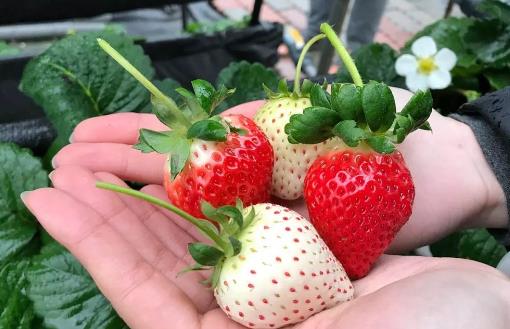 教你認(rèn)識(shí)常見的轉(zhuǎn)基因食品