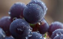 葡萄買得很多吃不完 長時間保存有訣竅