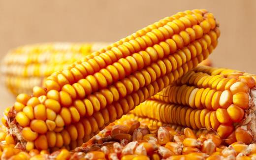 常吃到的米,對人體都有哪些好處?