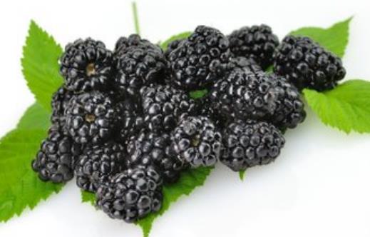 桑葚為抗氧化之王 能預防心血管疾病