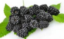 桑葚為抗氧化之王 是補血佳品還能預防心血管疾病