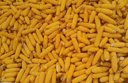 春季眼睛癢應該吃這些蔬菜