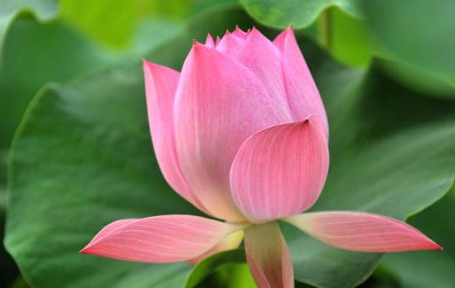 吃蓮子補養心腎 養生蓮子6食譜