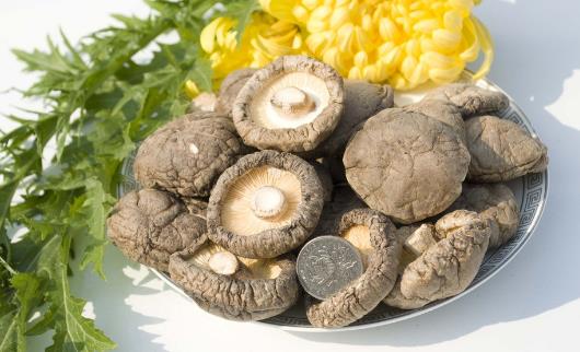 素有植物皇后之譽的香菇 香菇營養價值及做法