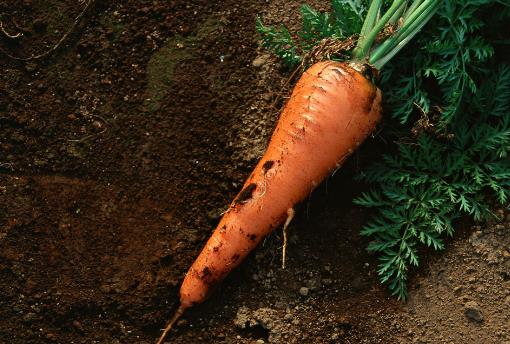 補氣養血的食物 除了食療也可以用按摩補氣血