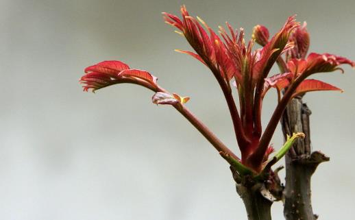 香椿好吃有營養 但應注意香椿的同食禁忌
