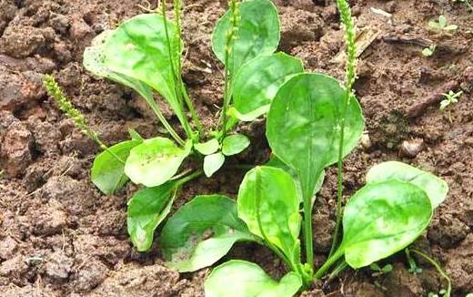 車前草的功效多 車前子的食用治療方