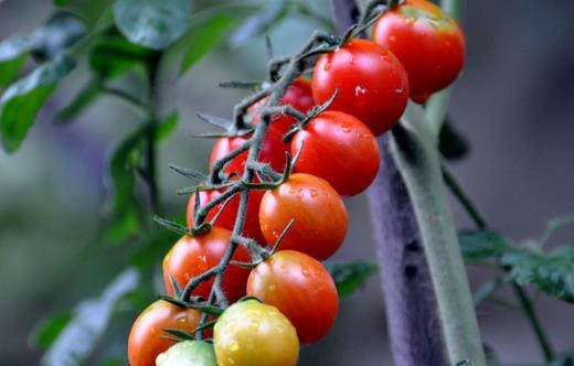 圣女果的營養價值與功效