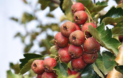產后惡露不盡不只喝紅糖水 產后喝紅糖水的注意事項