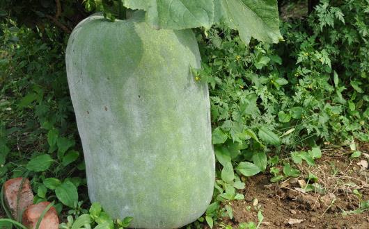 不要誤會食物上的白霜 不是農藥殘留哦