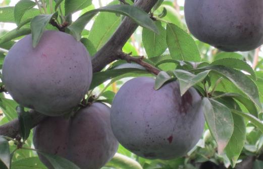 不要誤會食物上的白霜 不是農藥殘留哦