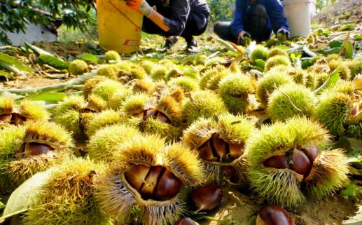 板栗是生吃還是熟吃好,有何禁忌?