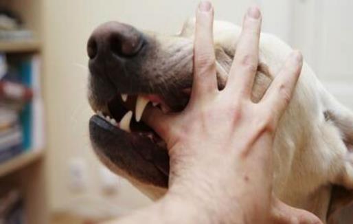 認識狂犬病,多一份認知就少點恐慌。