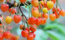 常吃櫻桃身體好 促進睡眠降低痛風發作的風險