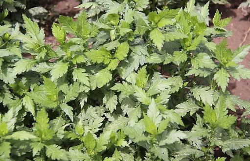 野菜七頭一腦最全攻略 教你野菜做法大全養生又健康