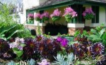 室內養花的技巧 居家室內適合養什么花