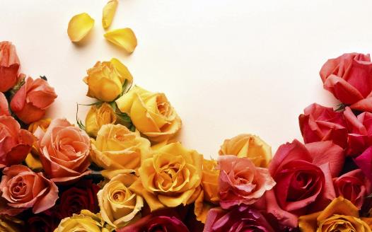 玫瑰花的經典傳說故事 不同數量玫瑰花的花語