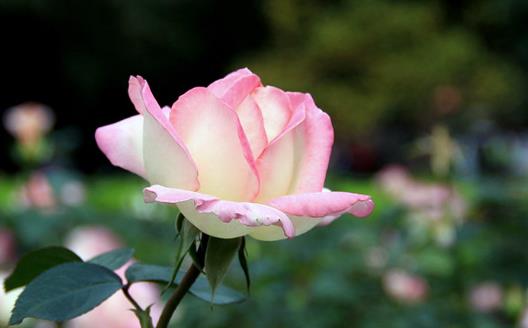 玫瑰花的經典傳說故事 不同數量玫瑰花的花語