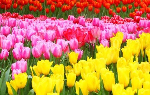 被譽為世界花后的郁金香 郁金香的象征意義及花語