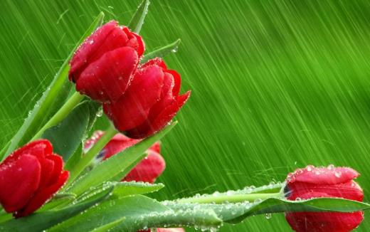 被譽為世界花后的郁金香 郁金香的象征意義及花語