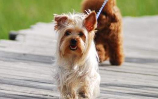 養寵物狗狗 狗狗項圈的使用方法與選購原則