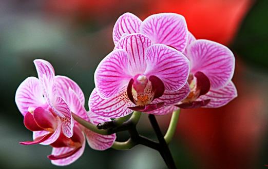 畏寒花卉春季出室的經(jīng)驗(yàn) 掌握花卉的生長(zhǎng)規(guī)律是關(guān)鍵