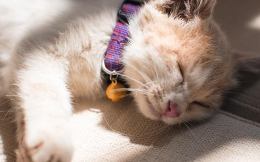 寵物貓攻擊人 對待咬人的貓咪糾正訓練