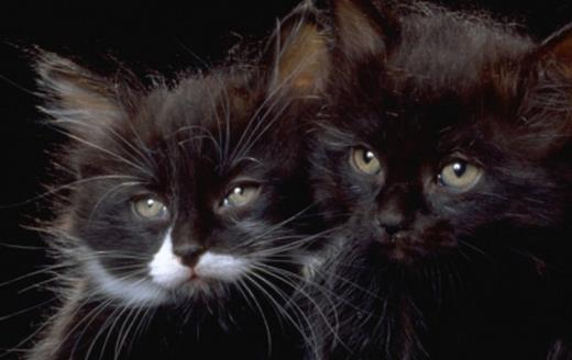 寵物貓攻擊人 對待咬人的貓咪糾正訓練