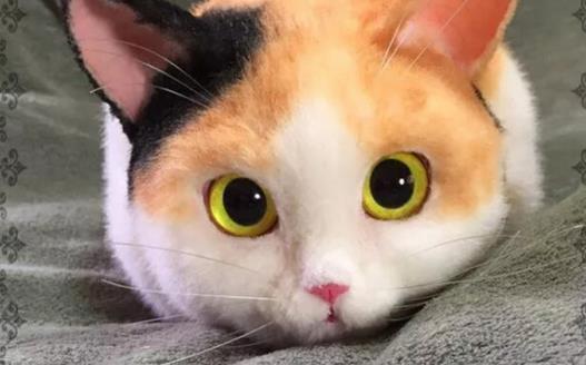 寵物貓攻擊人 對待咬人的貓咪糾正訓練