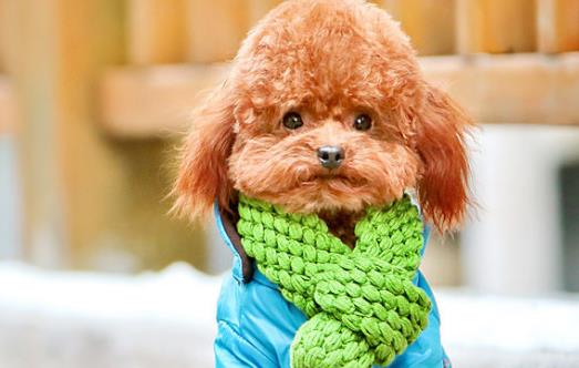 三個月的泰迪怎么養 養泰迪必須具備的條件