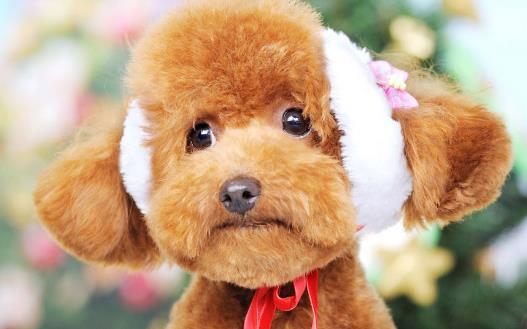 三個月的泰迪怎么養 養泰迪必須具備的條件