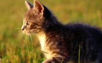 貓咪走丟了 讓貓咪自己回家的技巧與注意事項