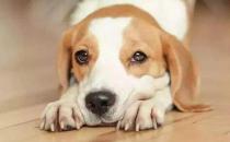 你的狗鼻子干了應該擔心 鼻子干往往是生病的前兆