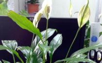 家庭養花施肥不當至花卉死亡 盆花施肥的原則要求