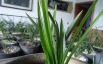 養蘭花甚佳的基質 蘭花爆盆枝葉蹭蹭長